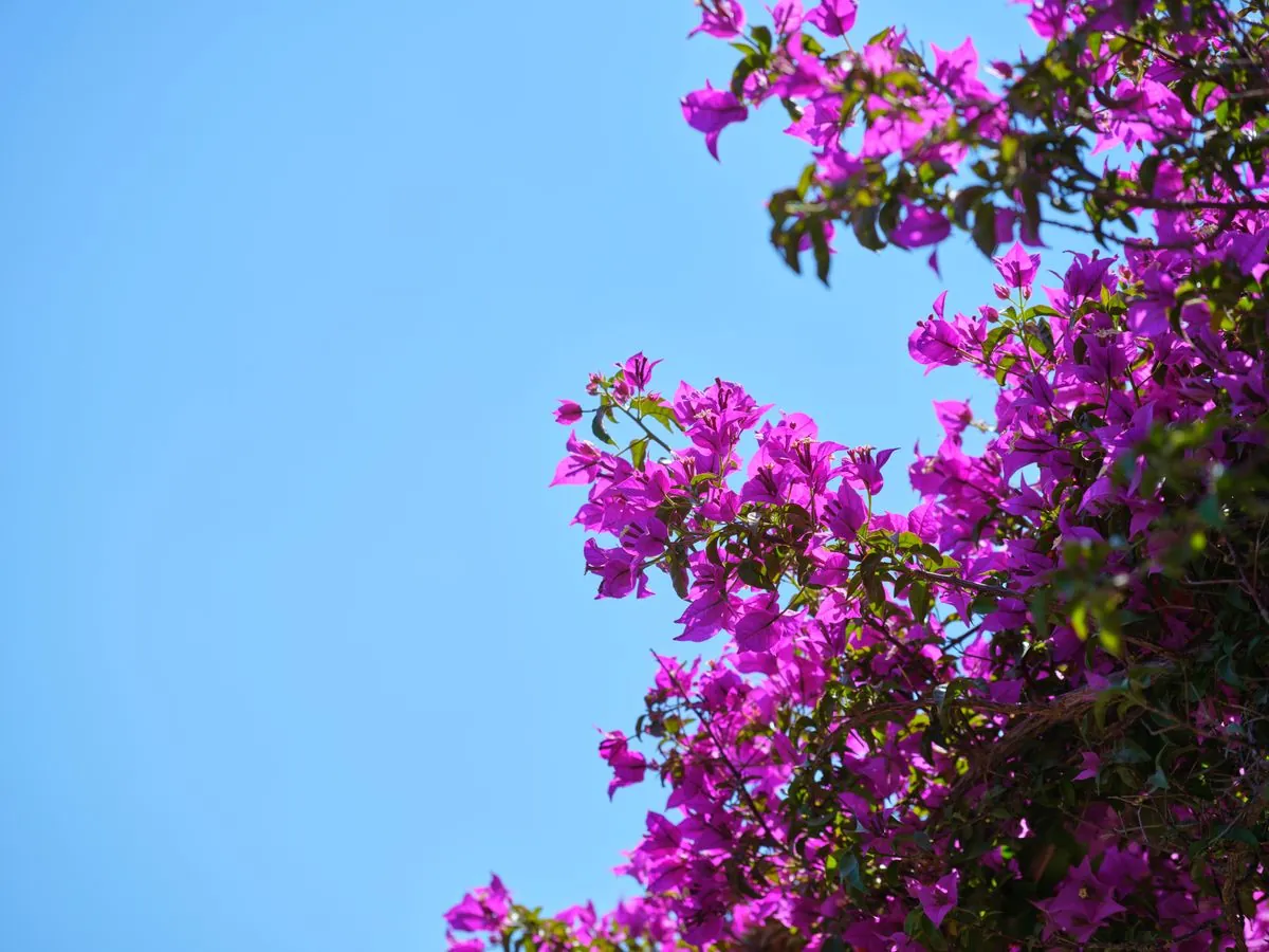 Bougainvillea in full bloom in a salt-tolerant rooftop planting scheme in Abu Dhabi